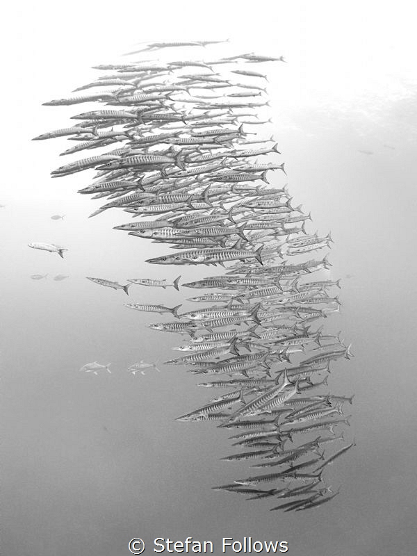 Dissolve ...

Chevron Barracuda - Sphyraena qenie

Sa... by Stefan Follows 