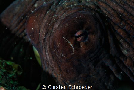 Octopus eye
 by Carsten Schroeder 