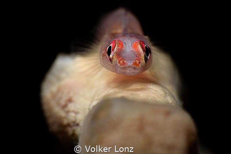 goby on fingersponge by Volker Lonz 