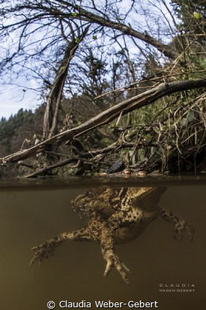 freshwater - mating toads by Claudia Weber-Gebert 
