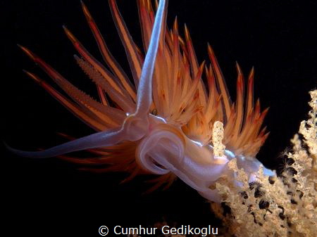 Dondice banyulensis
Big Moustache by Cumhur Gedikoglu 
