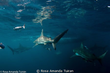 Black tip sharks in Aliwal Shoal by Rosa Amanda Tuiran 