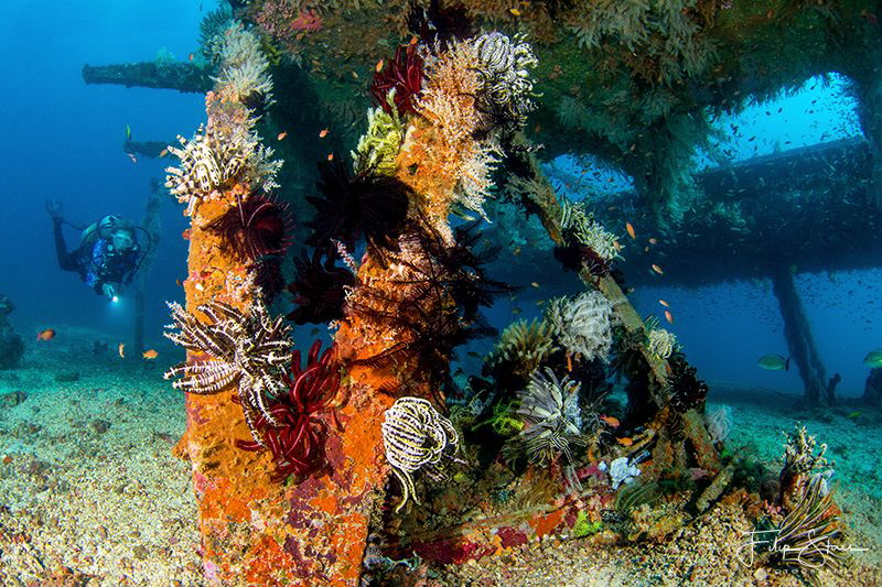 A diver explores the remains of a large steel and plywood... by Filip Staes 
