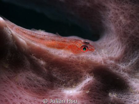 Goby on Pink Sponge
@Tulamben by Julian Hsu 