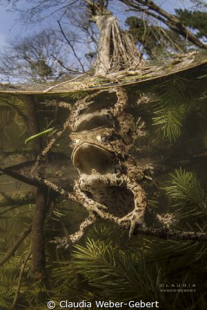 what does the frog in the christmas tree??? 
freshwater ... by Claudia Weber-Gebert 