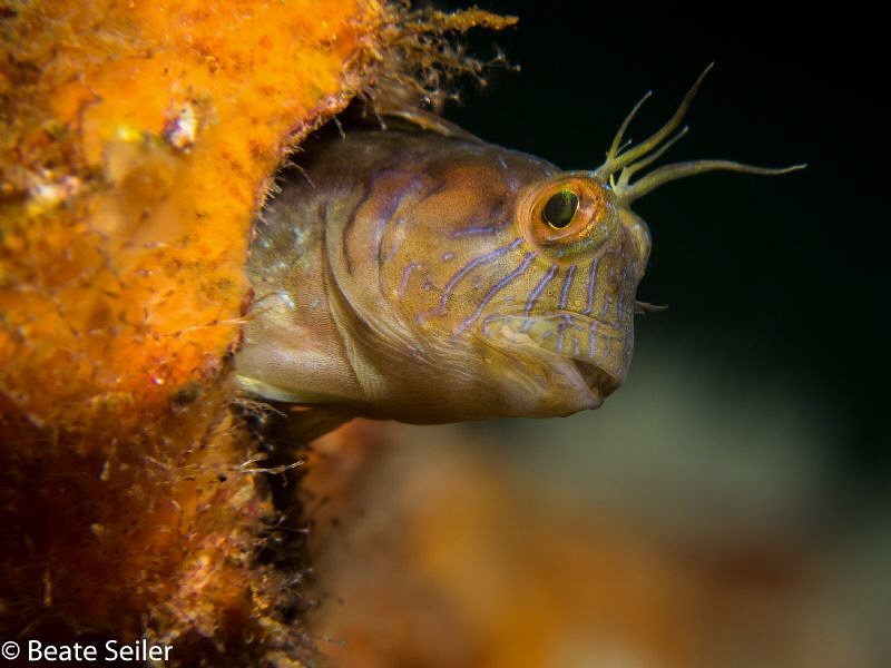 Blenniy at a wreck off shore Panama City Beach by Beate Seiler 