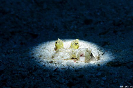 Green eyes
Location : Romblon Philippines
Canon EOS1D X... by Yung Sen Wu 