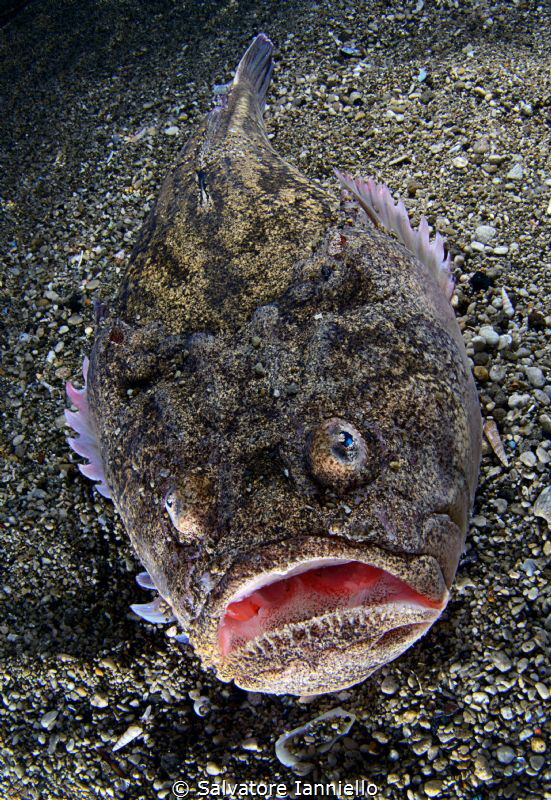 With open mouth
 by Salvatore Ianniello 