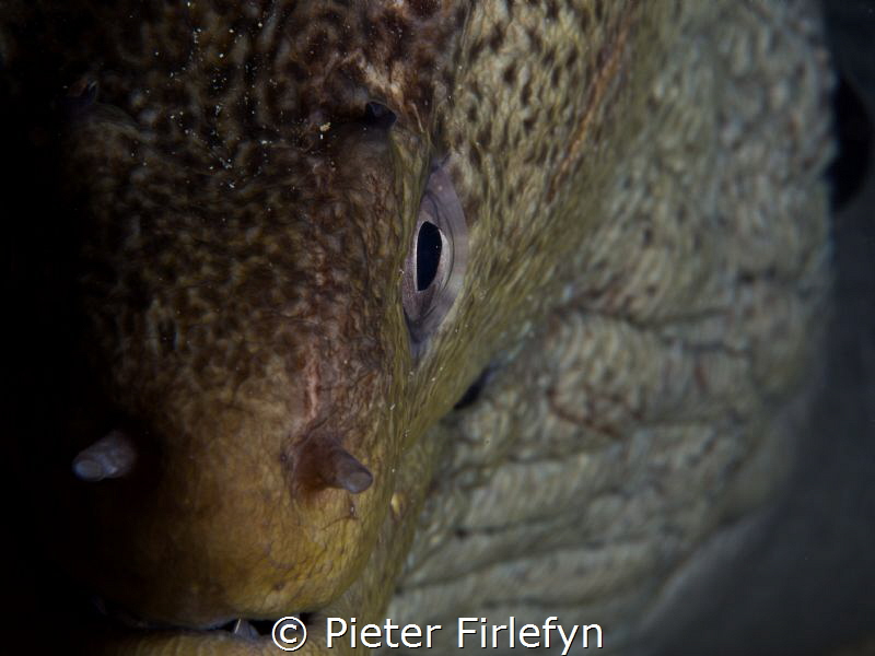 Moray eel by Pieter Firlefyn 