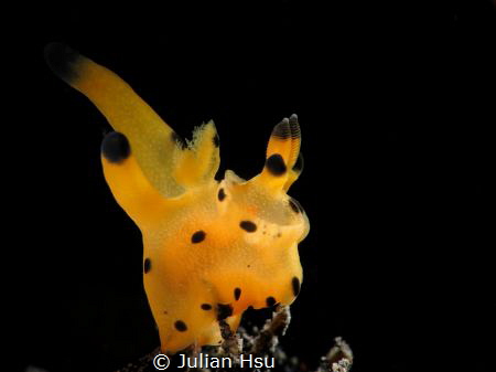 Thecacera sp.
@Tulamben by Julian Hsu 