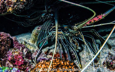 Lobster by Carsten Schroeder 