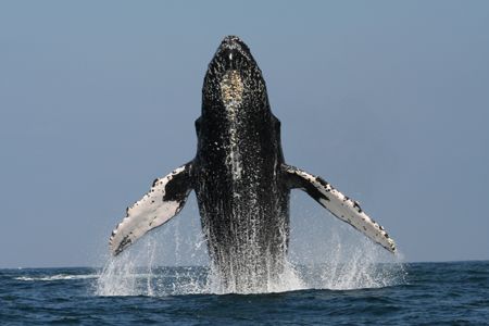 Inspired by nearby competition, this male humpback put so... by Tyania Diffin 