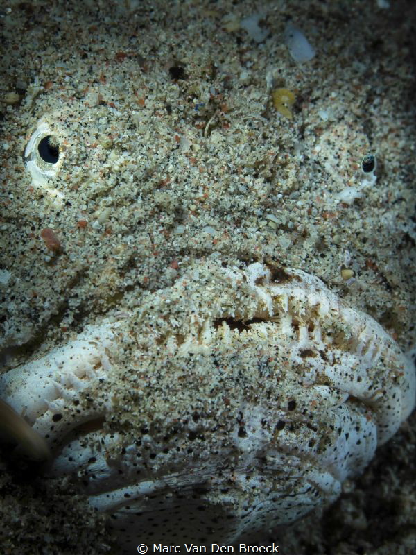 pokerface by Marc Van Den Broeck 