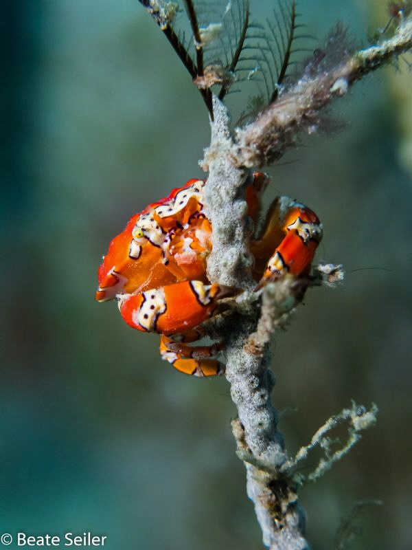 Little crab by Beate Seiler 