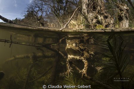 freshwater - mating toads in the sunshine by Claudia Weber-Gebert 