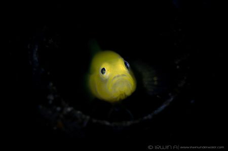 S N O O T #4
Yellow clown goby (Gobiodon okinawae)
Anil... by Irwin Ang 