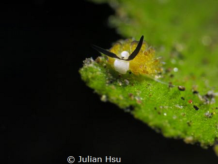Costasiella sp.
@Tulamben by Julian Hsu 