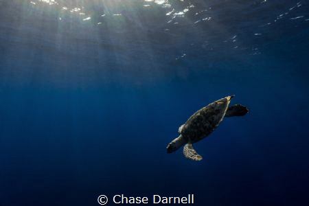 "Dawn Dive"
A Hawksbill Turtle taking a dive in the earl... by Chase Darnell 