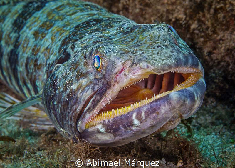 Sand Diver by Abimael Márquez 