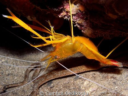 Stenopus spinosus
GOLDEN SHRIMP by Cumhur Gedikoglu 