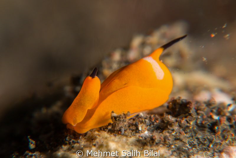 Sphoptheron sp.6 (3 mm length). Nikon D800, 105, SMC and ... by Mehmet Salih Bilal 