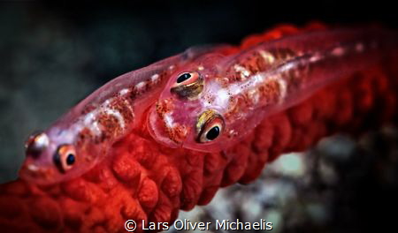 large whip goby 
(Bryaniops amplus) by Lars Oliver Michaelis 
