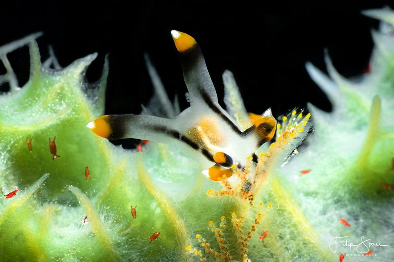Thecacera picta, Raja Ampat, Indonesia by Filip Staes 