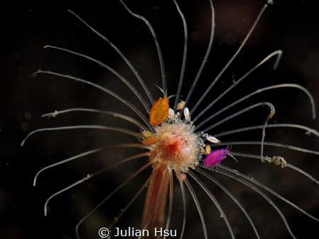Firework (Amphipods)
@Tulamben by Julian Hsu 