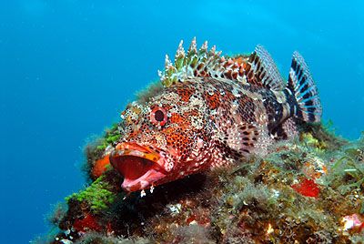Past weekend I dived first time with my D200, and the res... by Arthur Telle Thiemann 