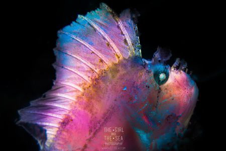 Cotton Candy 🍭
Leaf Scorpionfish - backlit then painted... by Michelle Blais 