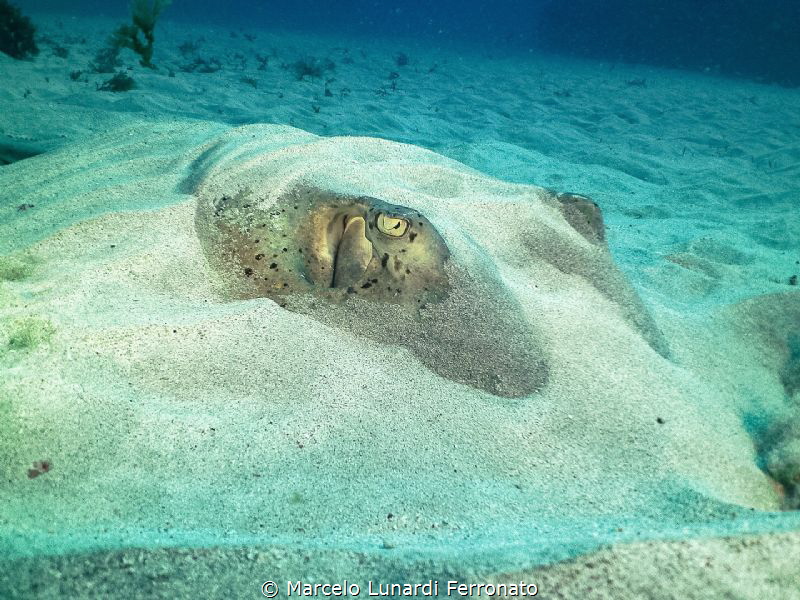 Stingray by Marcelo Lunardi Ferronato 