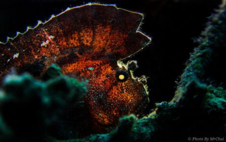 The mohawk hunter
Scorpion leaf fish (Taenianotus triaca... by Mr Chai 