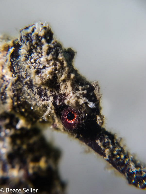 Black seahorse at BHB by Beate Seiler 