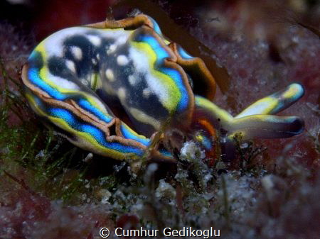 Thuridilla hopei
COLOURS by Cumhur Gedikoglu 