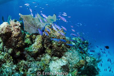 School on the Coral by Emily Melvin 