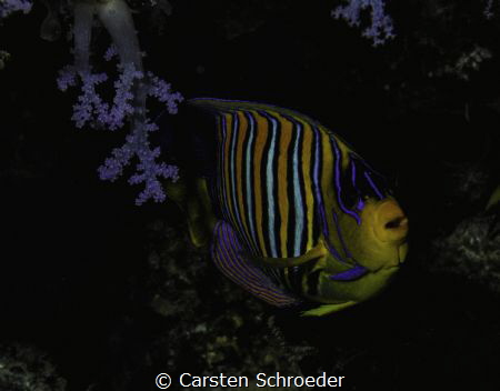 young Pomacanthus imperator by Carsten Schroeder 