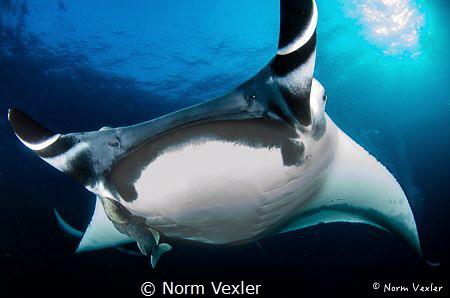 Manta Ray at Socorro Islands, Mexico.  Nikon D7000 / 10mm... by Norm Vexler 