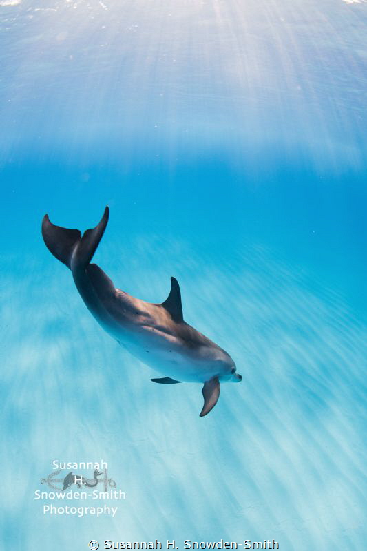 "Dolphin Bliss!"
One of the greatest experiences of my l... by Susannah H. Snowden-Smith 