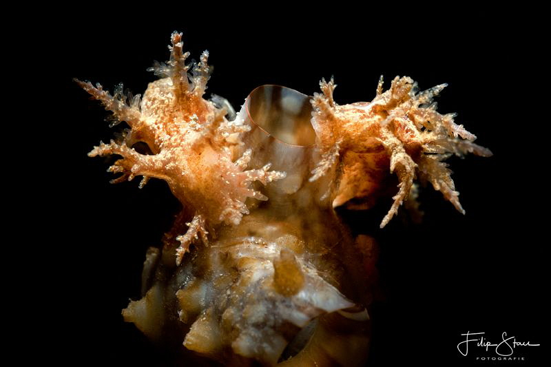 "Twins!" A couple of frond eolis or bushy backed nudibran... by Filip Staes 