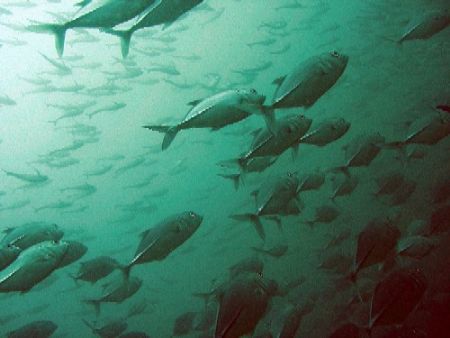 Shoal of trevallies hunting close to Phi Phi island by Gordana Zdjelar 