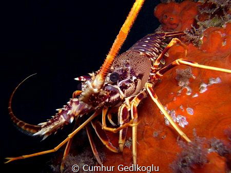 Palinurus elephas
SPINY LOBSTER by Cumhur Gedikoglu 