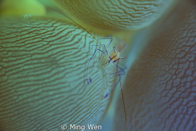 vanilla bohol by Ming Wen 