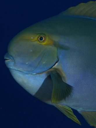 Portrait of surgeon fish taken at Shark Observatory, Ras ... by Nikki Van Veelen 