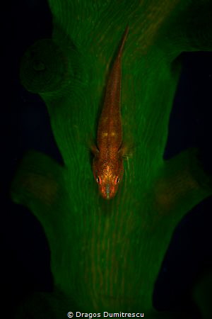 Goby, Canon 6d,100mm, Inon UCL 6+, Inon Z240
1/100, F16,... by Dragos Dumitrescu 