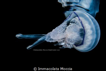Rhizostoma pulmo - Polmone di Mare - Miseno, Naples by Immacolata Moccia 