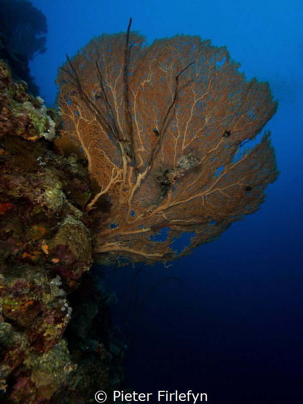 Gorgonian by Pieter Firlefyn 