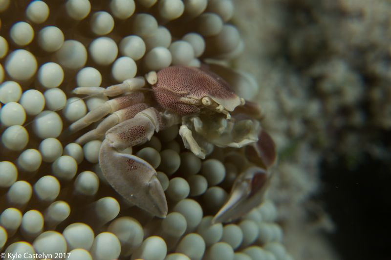 porcelain crab by Kyle Castelyn 