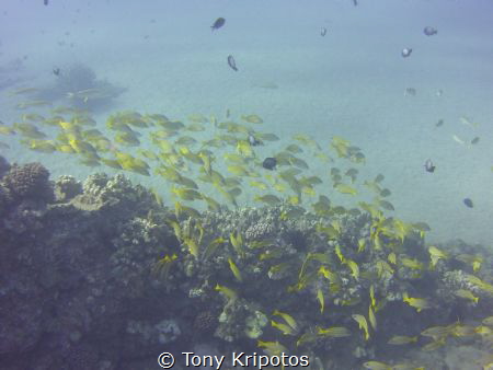 The Hawaiian reefs are some of the most amazing places on... by Tony Kripotos 