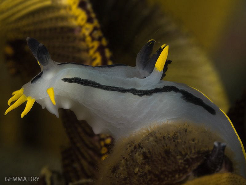 Double crown nudibranch on Hakskeen Reef by Gemma Dry 