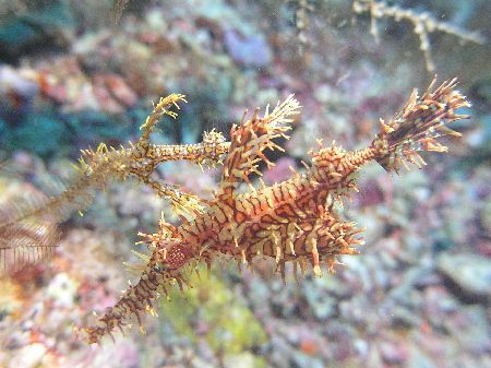 Reef Ghost, Was in a swift changing current at Barracuda ... by Damien Preston 